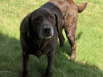 Labrador Retriever - Good home for Buddy, 8 y/o Chocolate Lab available for adoption in San Antonio