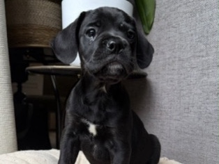 French Bulldog – Chiot mâle croisé – Braine-le-Château
