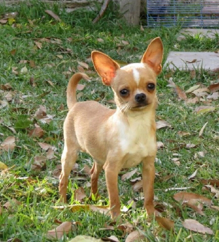 Chihuahua – Chihuahua poos