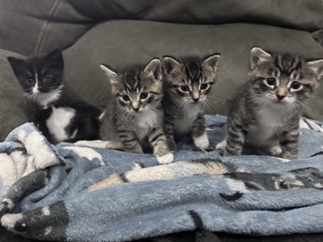Russian White, Black and Tabby – Kittens – Fredonia