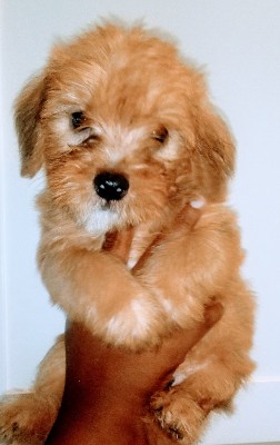 Maltese – Small Adorable Breeds – Gaithersburg