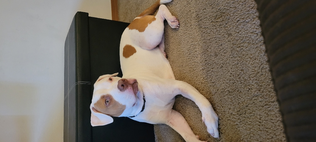Selling Pet
