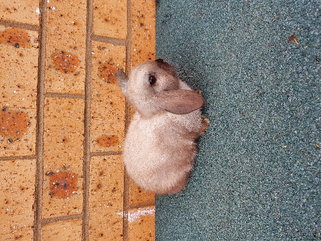 Mini Lop – Beautiful female mini lop 8 weeks old