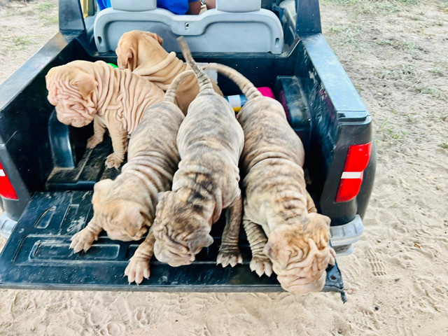 Shar Pei – shar pei