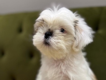 Shih Tzu – Shitzu mini – أبو ظبي