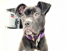 Cane Corso – Mia -Loving Puppy – Baltimore