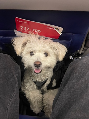 Rehoming Pomapoo Wrigley