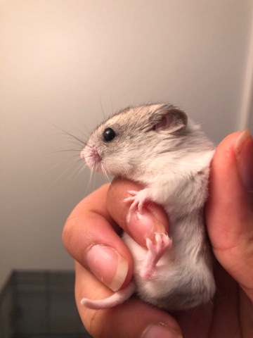 hamster – Loving Chinese Dwarf Hamster