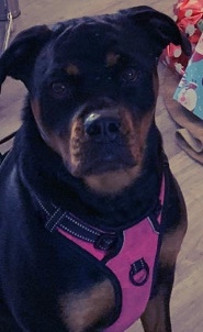 Rottweiler – Rottweiler (female) for new home