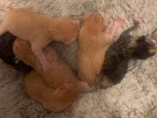 cats are ready and up for sell – Jackson