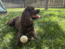 American Cocker Spaniel – Kona - Purebread Cocker Spaniel – Amarillo