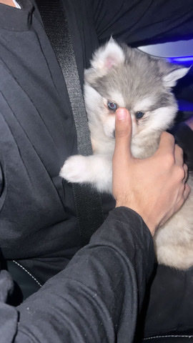 Pomeranian – Pomsky Puppy for sale