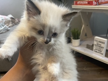 Ragdoll – milo – Indianapolis