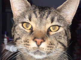 American Shorthair – Looking to sell/rehome!! – Leavenworth
