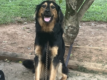 German Shepherd – vessel German shepherd dog – Charlotte