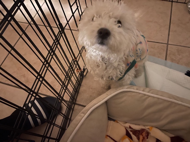 Poodle – poodle for sell