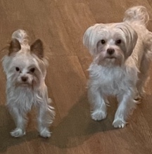 Yorkshire Terrier – 2 white(rare) Yorkie brothers.