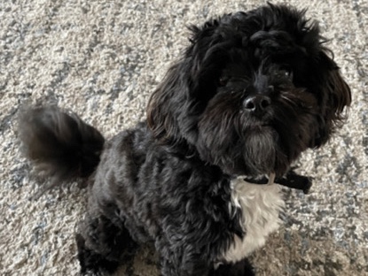 Shih Tzu – Shih-Poo