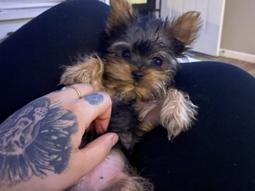 Yorkshire Terrier – Tiny – Westland