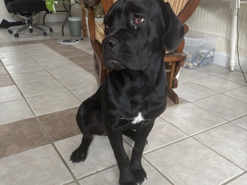 Cane Corso – Cane Corso. Lafayette LA – Lafayette