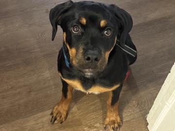Rottweiler – 7-Month-Old AKC Certified Rottweiler Fully Vaccinated – Akron