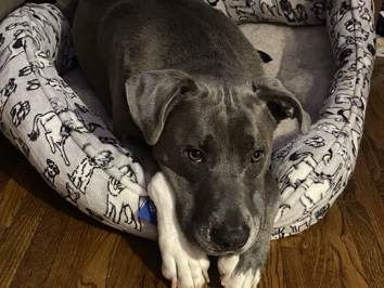 American Pit Bull Terrier – missy – Hueytown