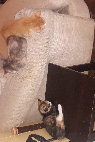 Kittens