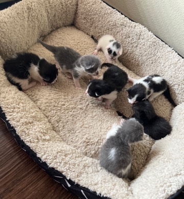 Manx – Kittens Needs Home