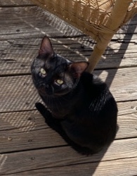 Free Black Cat