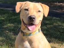 Golden Retriever – Rick! – Gaithersburg