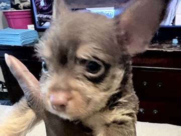 Chihuahua – 3 beautiful Chiweenies – Port Arthur