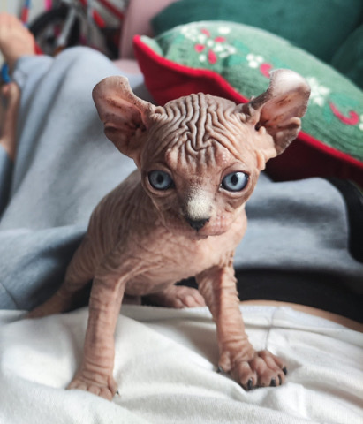 Sphynx – Gorgeous Sphynx kittens