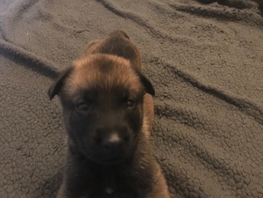 Belgian malinois x Dutch hurder puppies 