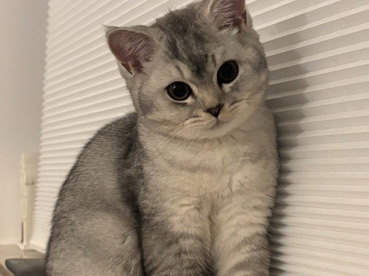 British Shorthair – Bkh Katze – Berlin