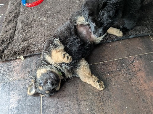 German Shepherd – Schäferhundwelpen