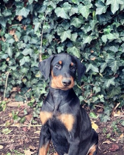 Doberman Pinscher – Black Doberman puppy💙