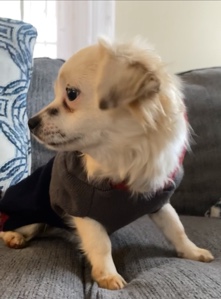 Papillon – Papillion Puppy