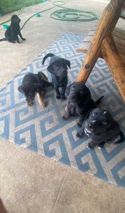 Labrador Retriever – Free puppies( 8weeks) Labs