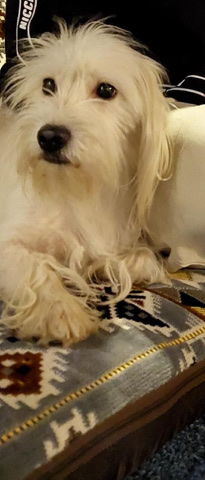 Maltese dog