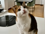 Image of European Shorthair