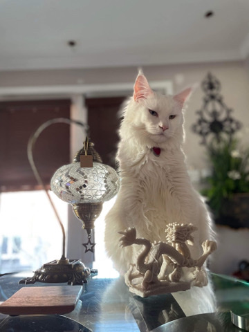 Maine Coon – Olaf