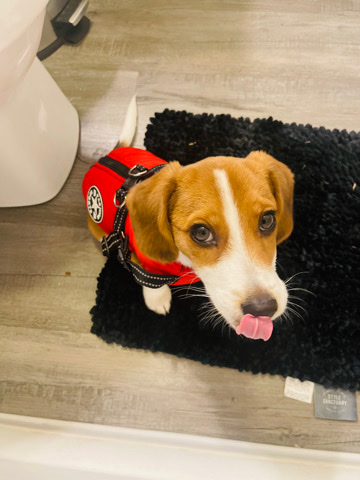 Southern Hound – 5 month old puppy