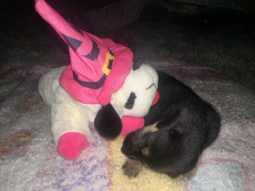 German Shepherd – German shepherd mixed with chihuahua – Miami