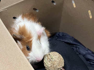 Guinea Pig – selling together – Summerville