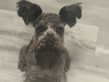 Miniature Schnauzer – I need a Loving Home – Riverdale