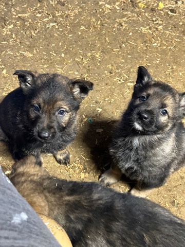 German Shepherd – Germán shepherd sable