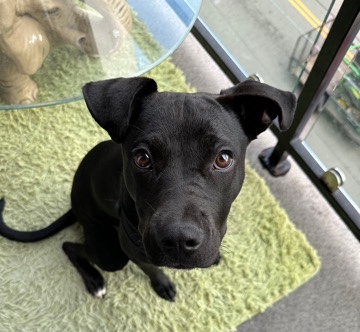Looking for New Home: Pitbull/Rhodesian Ridgeback