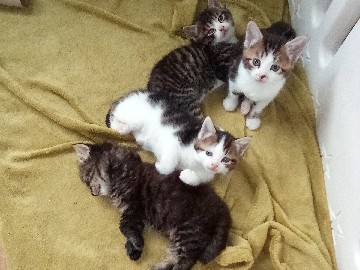 British Shorthair – Beautiful kittens looking for their forever loving homes – West Pinchbeck