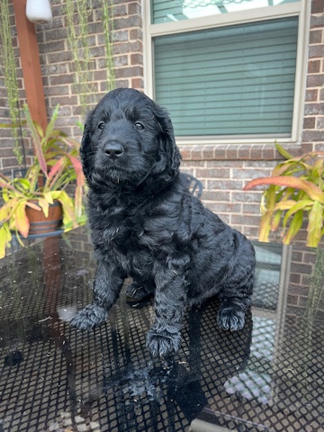 Goldendoodles