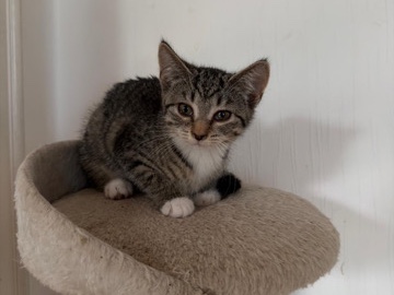 European Shorthair – süße Babykatzen suchen ein liebevolles Zuhause 🐾 – Vreden